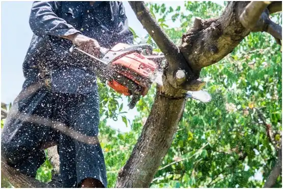 tree services Dell City